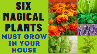 Magical Plants Must Grow In House -BENEFITS OF HERBAL PLANTS screenshot 5