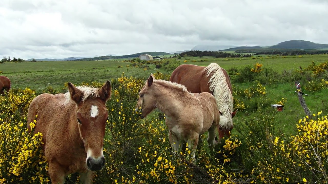 Le chemin de St Régis  ou le GR 430