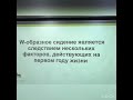 W образные приседы, механизм