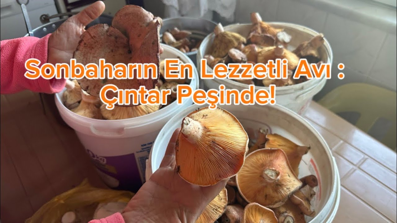 Doğanın Kırmızı Altınını Arıyoruz: Çıntar Toplama Macerası 🍄#çıntar #mantar #kanlıcamantarı 