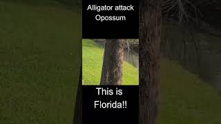 Alligator attack opossum