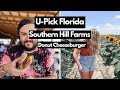U-Pick Florida Sunflowers Peaches &amp; Blueberries | DONUT CHEESEBURGER
