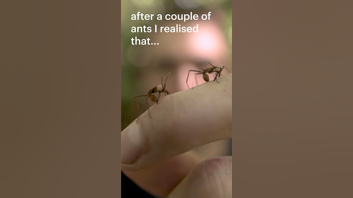 Can army ants be used to stitch a wound? As in the movie Apocalypto...