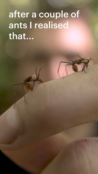 Can army ants be used to stitch a wound? As in the movie Apocalypto...