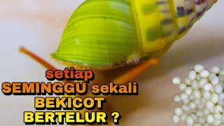 Every one week once a snail lays eggs