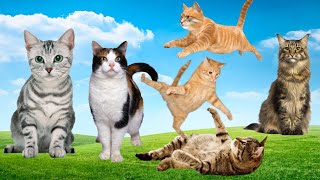 Funny Animal Videos 2023 // Funny Cats And Kittens Meowing - Funniest Cats Sound & Video - part - 7