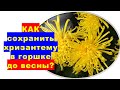 Как сохранить до весны хризантему в горшке?