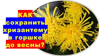 Как да запазим хризантемата в саксия до пролетта?