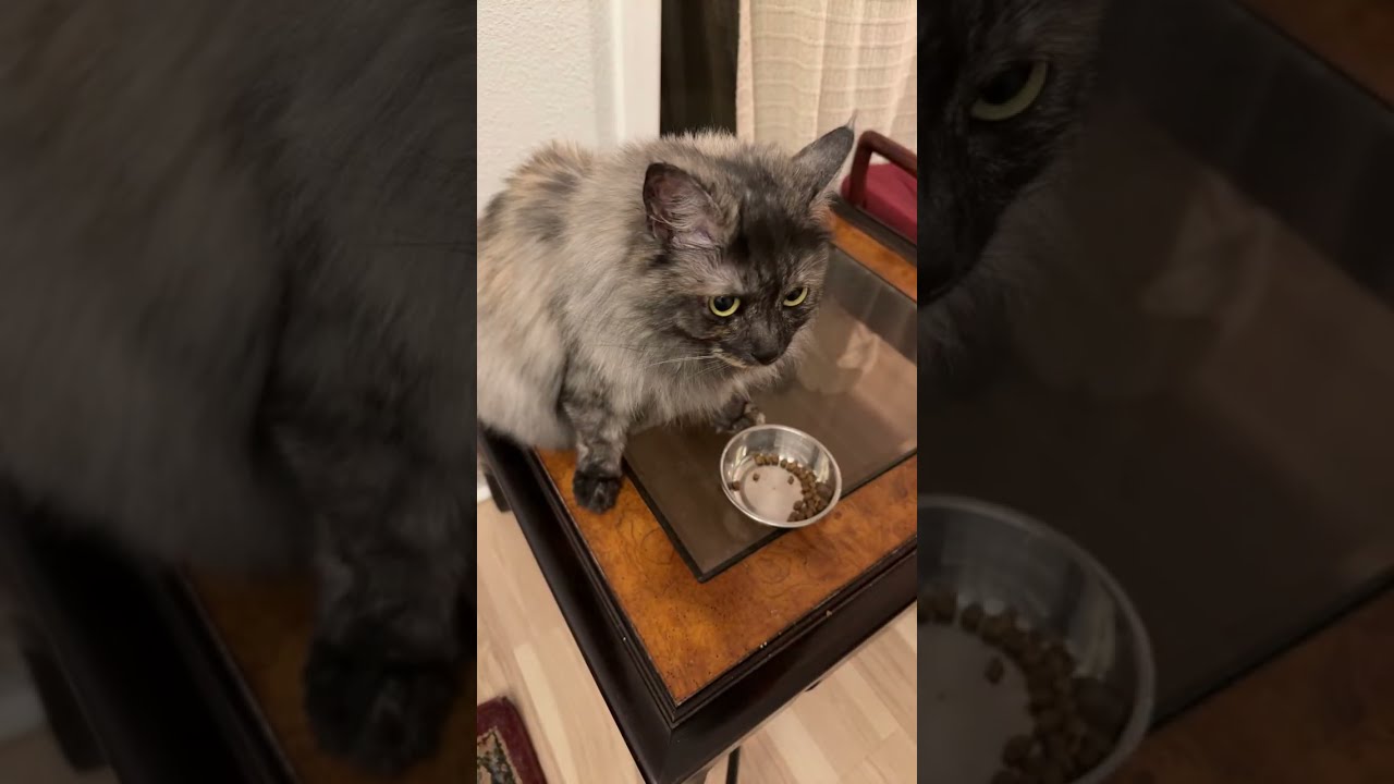 Oh Happy Day🇺🇸 is live! #cat #prettyfunny #funnycats #kitten #prettycat #fyp #trending #viral #cute