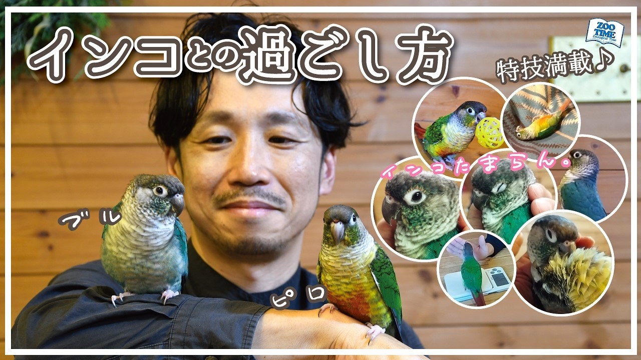 Enjoying Parrot Life] How to Spend Happy Times with Your Green