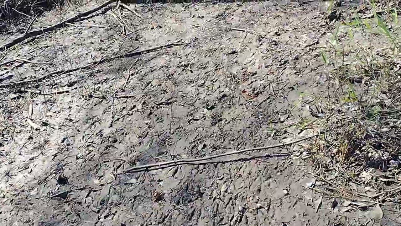Drying swamp - unplanned bream harvest for fish hydrolosate