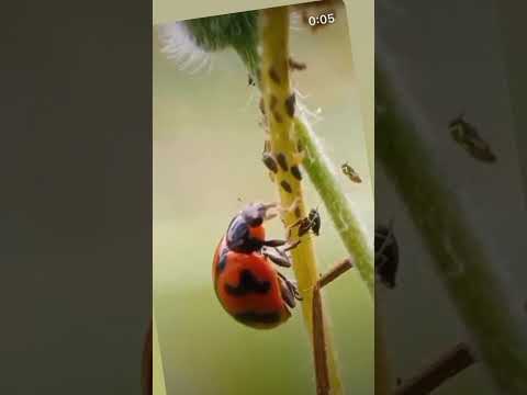 Video: Houseplant Yaprak Biti Sorunları - Evdeki Yaprak Bitlerini Yönetmek İçin İpuçları