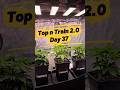 Top and Train 2.0 - Three different Gelato Strains / Sanlight 6-120 #shorts