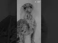 DNT Hound: Man’s best friend