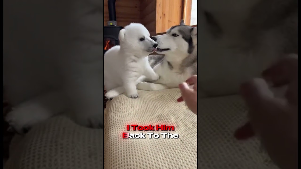 I Saved A Polar Bear Cub from a Mountain Cliff (He Came Back!) (POV)