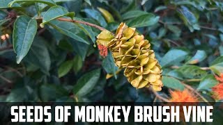 Seeds of monkey brush vine flower