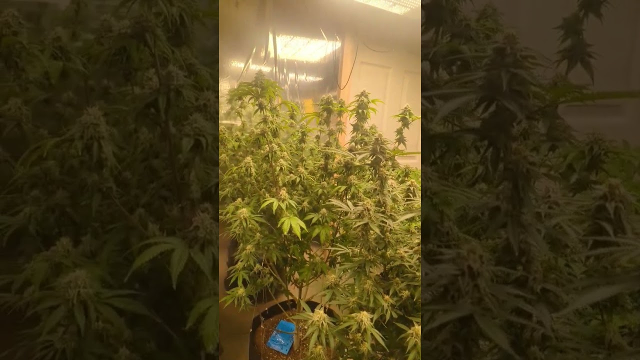 brother Grimm, Rosetta stone x cap junky update 1/2 way through flower 😃💚🌱💨