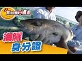 海鱺竟要洗澡、還要吃靈芝 高級魚種這樣養！《新台灣大體驗》第139集 廖慶學