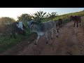 Duas vacas começaram a mojar, Trocando o gado de Pasto.