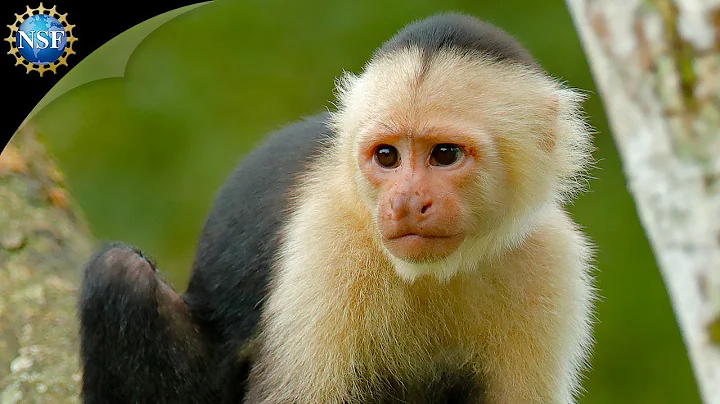 A Monkey and Cooperative Skills | Science Nation