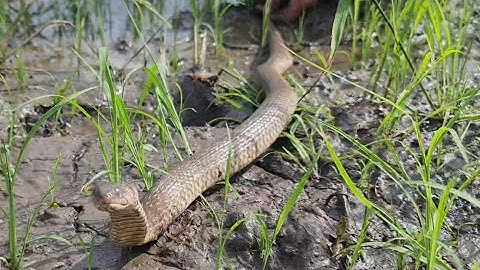 Ra Ruộng Đặt Dớn Đặt Lờ Ai Ngờ Đào Được Rắn Nằm Trong Hang.Góc Làng Quê#588