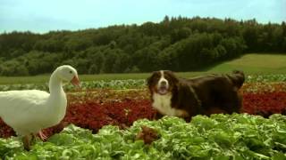 Salades Suisses - Légumes De Printemps - Barry & Jean