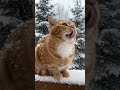 Cate 🐈 #nature #naturelovers #relaxing #relaxingmusic #4k #relax #relaxationfilm #meditation