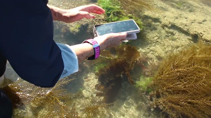 Sussex Kelp Recording Scheme - why participate?