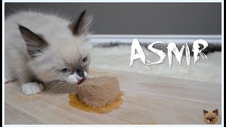 Cutest Ragdoll Eating Sounds FANCY FEAST WET Cat food ASMR | N.E'S Totoro