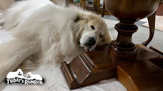 気持ちよく寝てるので息子（格下）は無視してやったアラン　Great Pyrenees　グレートピレニーズ