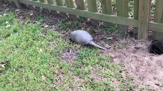 Armadillo Attacks!!! Armadillo Attacks