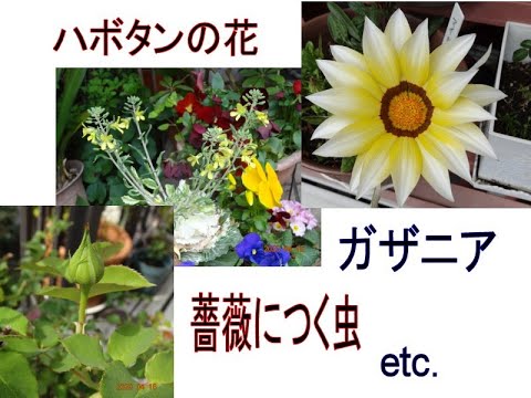 4月 葉ボタンの花 ガザニア バラの挿し木 ペニーレーン マイガール その後 薔薇につく虫 病気 Youtube