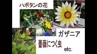 4月、葉ボタンの花＆ガザニア・バラの挿し木（ペニーレーン・マイガール）その後＆薔薇につく虫、病気