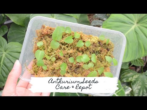 Video: How To Grow Anthurium From Seeds At Home? What Do Its Seeds Look Like And How To Grow Them At Home?