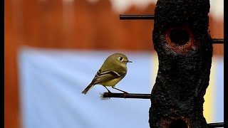 Ruby-Crowned Kinglet - Pat O'Neil Bird ID's