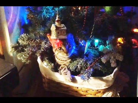 "Cats vs. Christmas Trees Compilation" || CFS