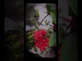 Blooming bright like Ixora 🌺spreading color in silence ✨#ixoraplant