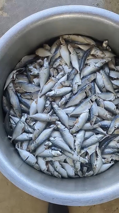 100kg MUTTON!900 FISH! CHICKEN 50kg ಗೌಡ್ರು ಮನೆ ಬೀಗರ ಊಟ