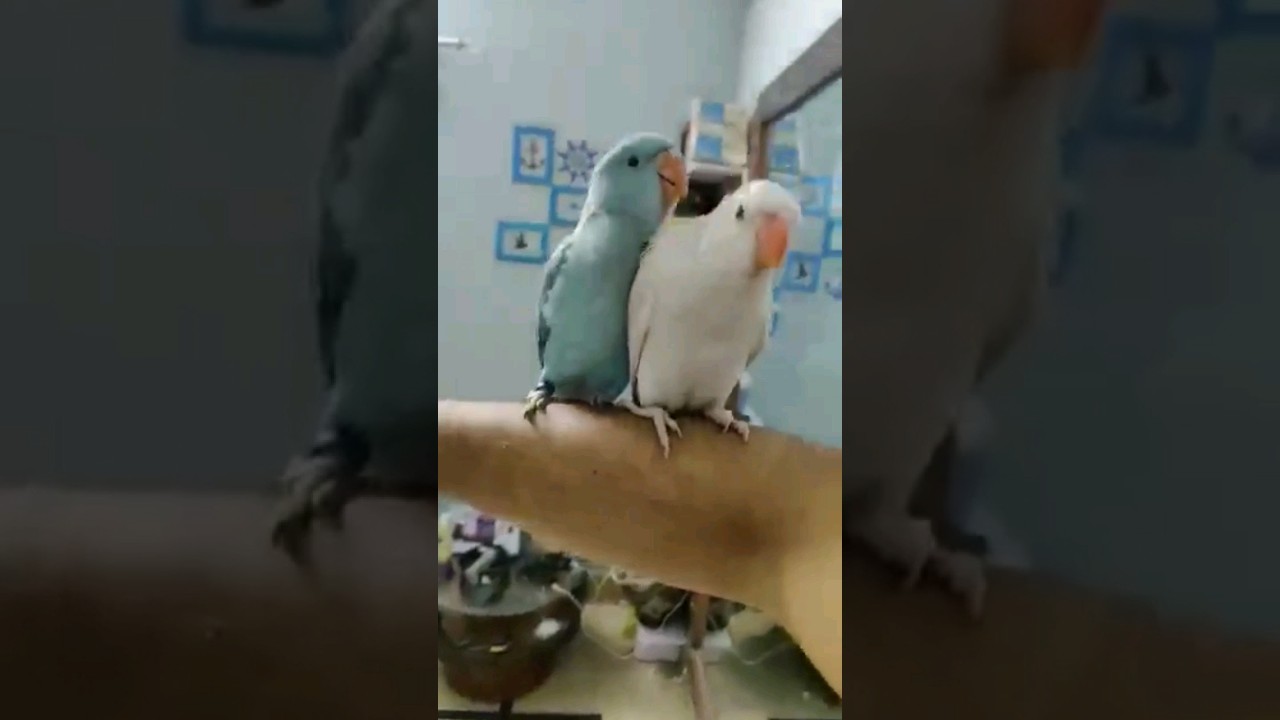 cute ringnecks #shorts #short #viral #trending #birds