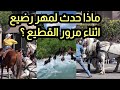 نهر يجرف مهر رضيع اثناء مرور القطيع نهر يجرف مهر رضيع اثناء مرور القطيع