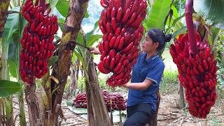 Download Lagu TIMELAPSE -- Harvesting Organic Red Bananas ..Go To Market Sell,Taking Care Of 2 Buffaloes MP3 Download Lagu TIMELAPSE -- Harvesting Organic Red Bananas ..Go To Market Sell,Taking Care Of 2 Buffaloes MP3