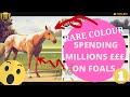 Finally got unique GORGEOUS foal and spending £££ on BABIES! Rival Stars Horse Racing