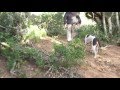 Bushpig hunt with Sabela Safaris