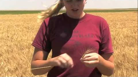 Wheat 101