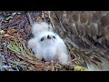 Second Red-tailed Hawk Chick Hatches! Big Red Feeds Siblings At #CornellHawks Nest – May 4, 2021