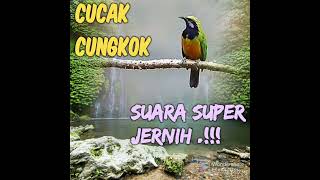 Masteran cucak Cungkok super jernih!! Jeda 4 menit...