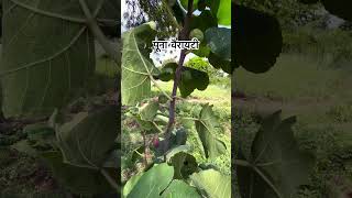 खेत में लगा 2 साल पुराना अंजीर का पूना वैरायटी का पौधा 🎍🌳👩‍🌾 #gharkikheti #fruit #figtree