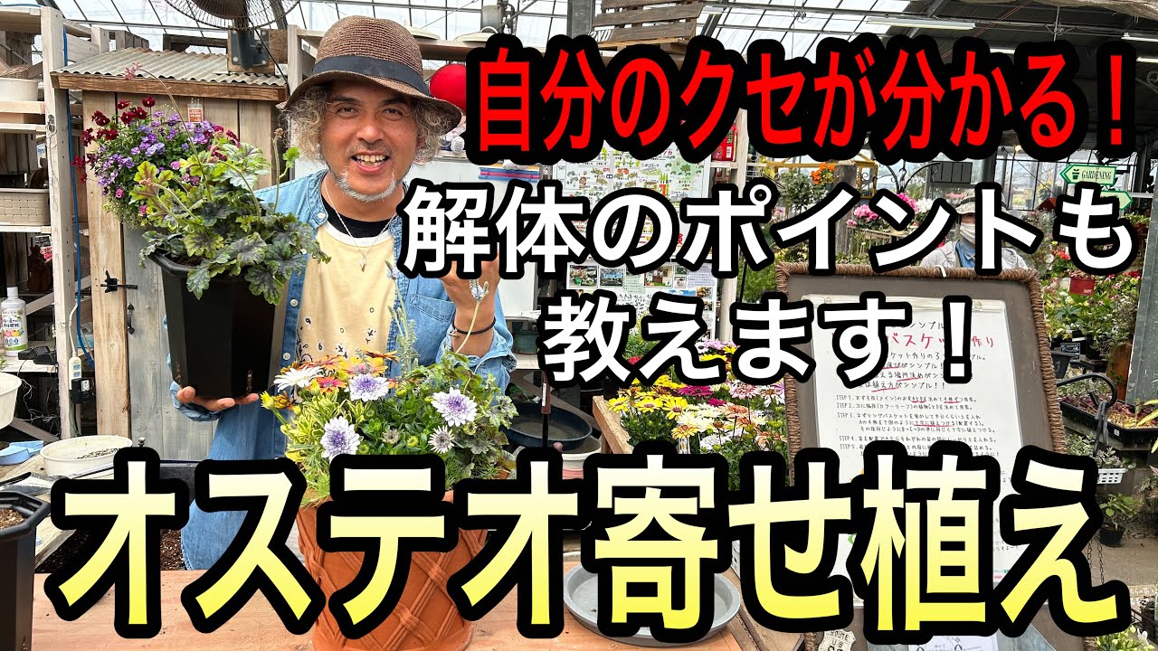 【寄せ植え】クセを知れば失敗知らず！解体からのオステオ寄せ植え。