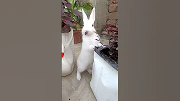 Rabbit Eating Alternanthera And Laasa Plant Rabbit Enjoying The Rooftop Garden Plants 