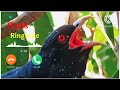 Koyal Ki Awaaz Koyal Birds Ringtone Ringtone Pakshi Koyal Trending Ringtone Koyal Music Koyal Ki Awaaz Koyal Birds Ringtone Ringtone Pakshi Koyal Trending Ringtone Koyal Music